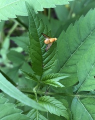 Icterica