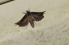 Phyprosopus callitrichoides