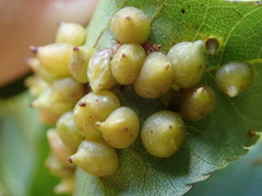 Caryomyia conoidea