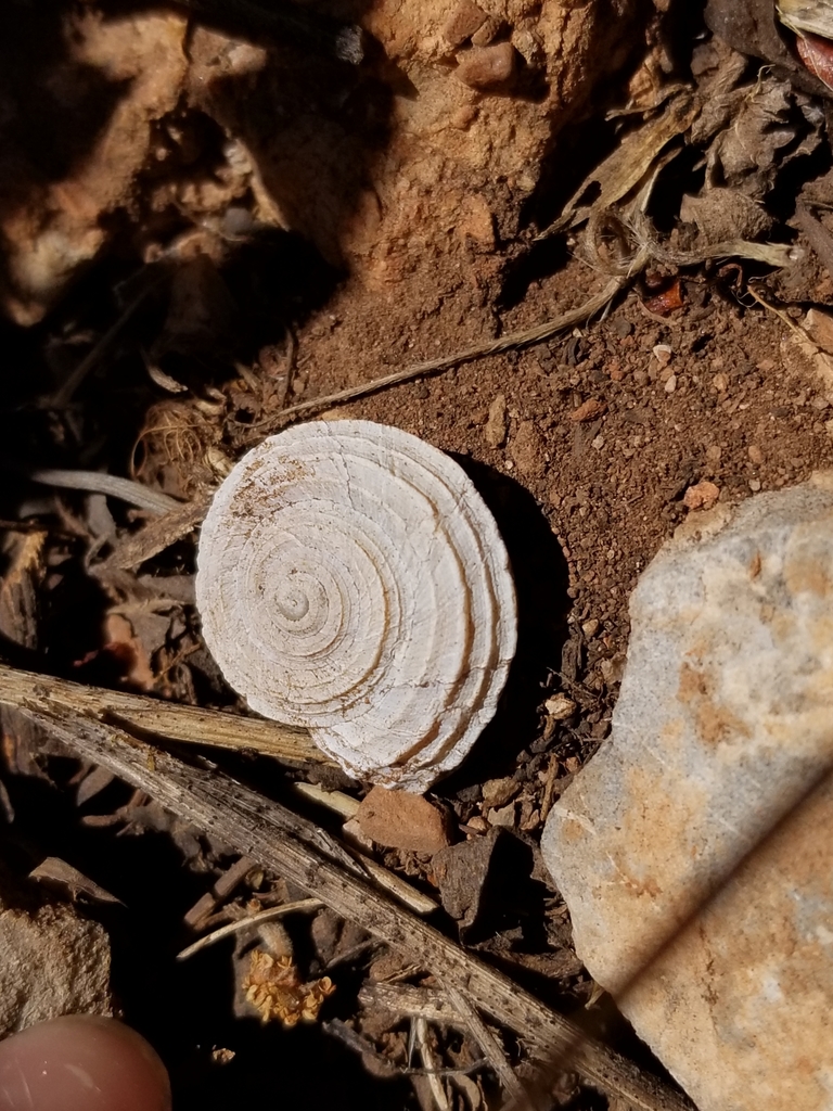 lyrate mountainsnail