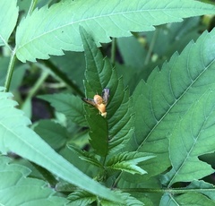 Icterica