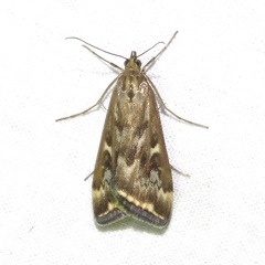 Loxostege sticticalis
