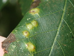 Caryomyia conoidea