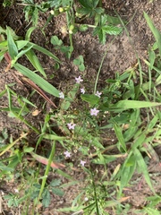 Psammophiliella muralis