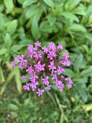 Centranthus ruber
