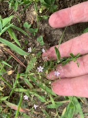 Psammophiliella muralis