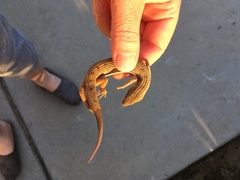 Elgaria multicarinata