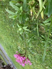 Centranthus ruber