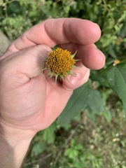 Helianthus strumosus