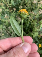 Helianthus strumosus