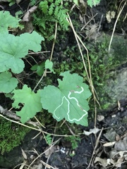 Phytomyza agromyzina group