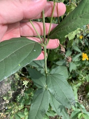 Helianthus strumosus