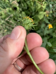 Helianthus strumosus