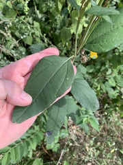 Helianthus strumosus