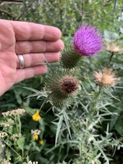 Cirsium vulgare