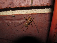 Eburia quadrigeminata