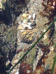 Acanthinucella punctulata