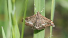 Pyrausta nicalis