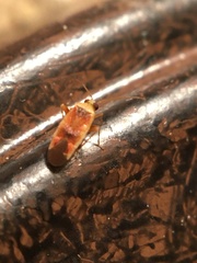 Orthotylinae