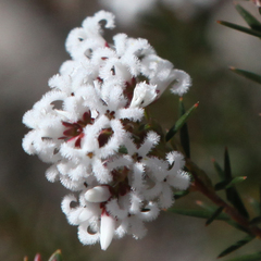 Acrothamnus melaleucoides