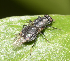 Euryneura