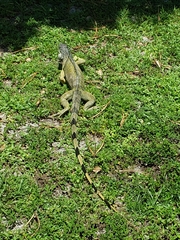 Iguana iguana