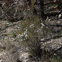 Acrothamnus melaleucoides