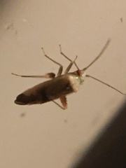 Parthenicus juniperi