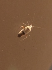 Parthenicus juniperi