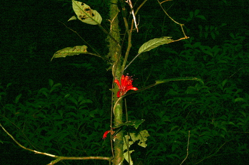 Agalmyla pseudoborneensis