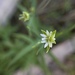 Stellaria borealis sitchana - Photo (c) faerthen, μερικά δικαιώματα διατηρούνται (CC BY-NC), uploaded by faerthen