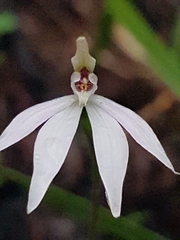 Caladenia fuscata