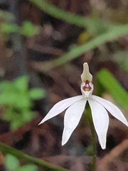 Caladenia fuscata