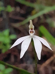 Caladenia fuscata