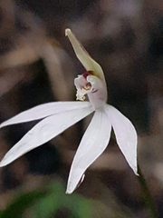 Caladenia fuscata