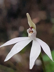 Caladenia fuscata
