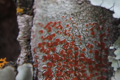 Haematomma persoonii