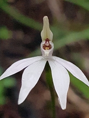 Caladenia fuscata