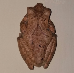 Polypedates cruciger