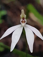 Caladenia fuscata