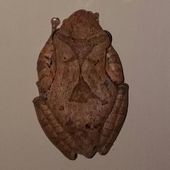 Polypedates cruciger