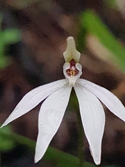 Caladenia fuscata