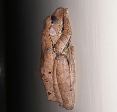 Polypedates cruciger