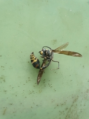 Phimenes flavopictus formosanus