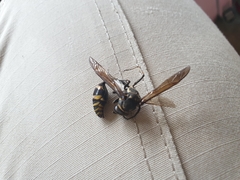 Phimenes flavopictus formosanus