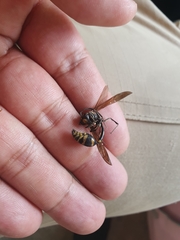 Phimenes flavopictus formosanus