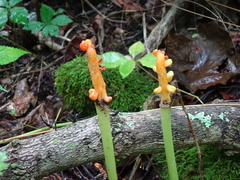 Arisaema dracontium