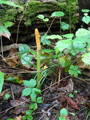 Arisaema dracontium