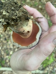 Caloboletus firmus