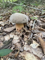 Caloboletus firmus